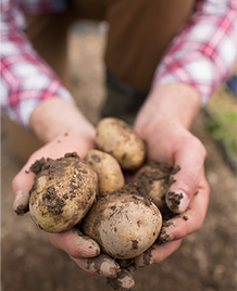 Buy seed potatoes