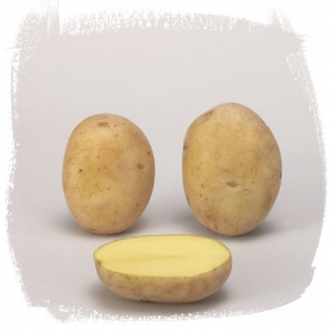 Seed potatoes Fontane