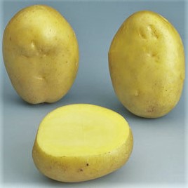 Seed potatoes ANAIS