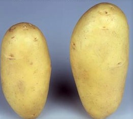 Seed potatoes ANNABELLE