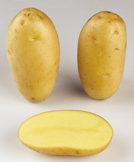 Seed potatoes Cephora