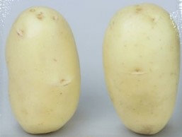 Seed potatoes louisana